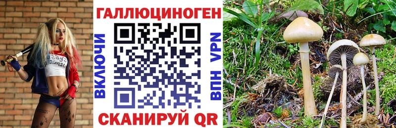 Галлюциногенные грибы Magic Shrooms как найти закладки Змеиногорск